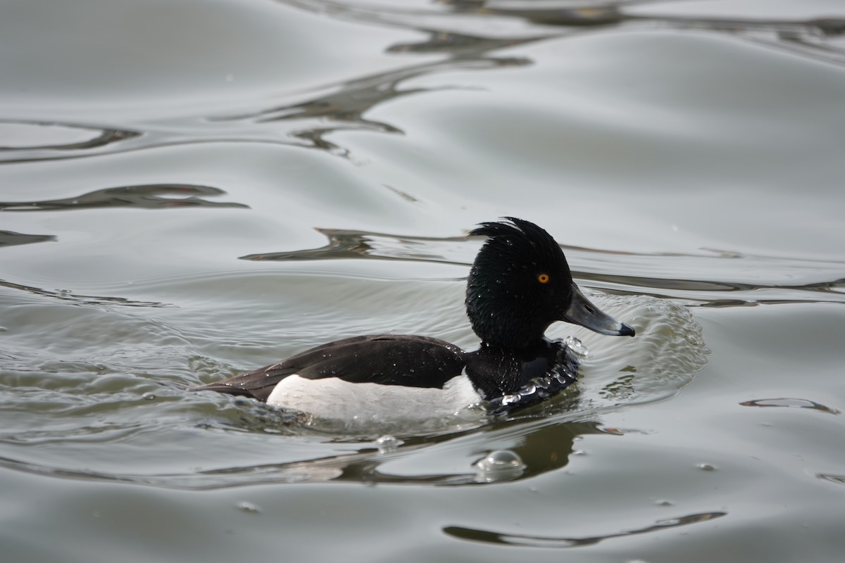 Ring-necked x Tufted Duck (hybrid) - ML579597951
