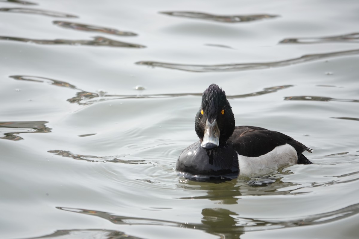 Ring-necked x Tufted Duck (hybrid) - ML579597971