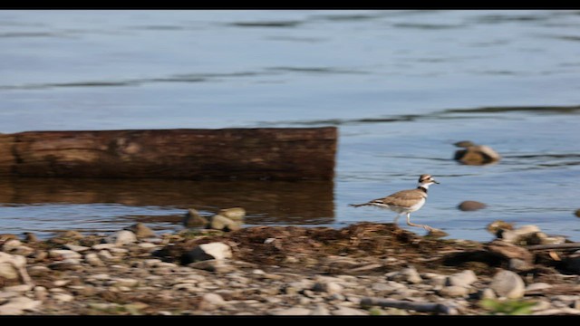 Killdeer - ML579598141