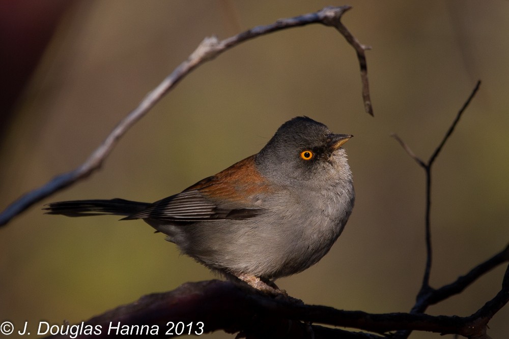 Yellow-eyed Junco - ML579598151