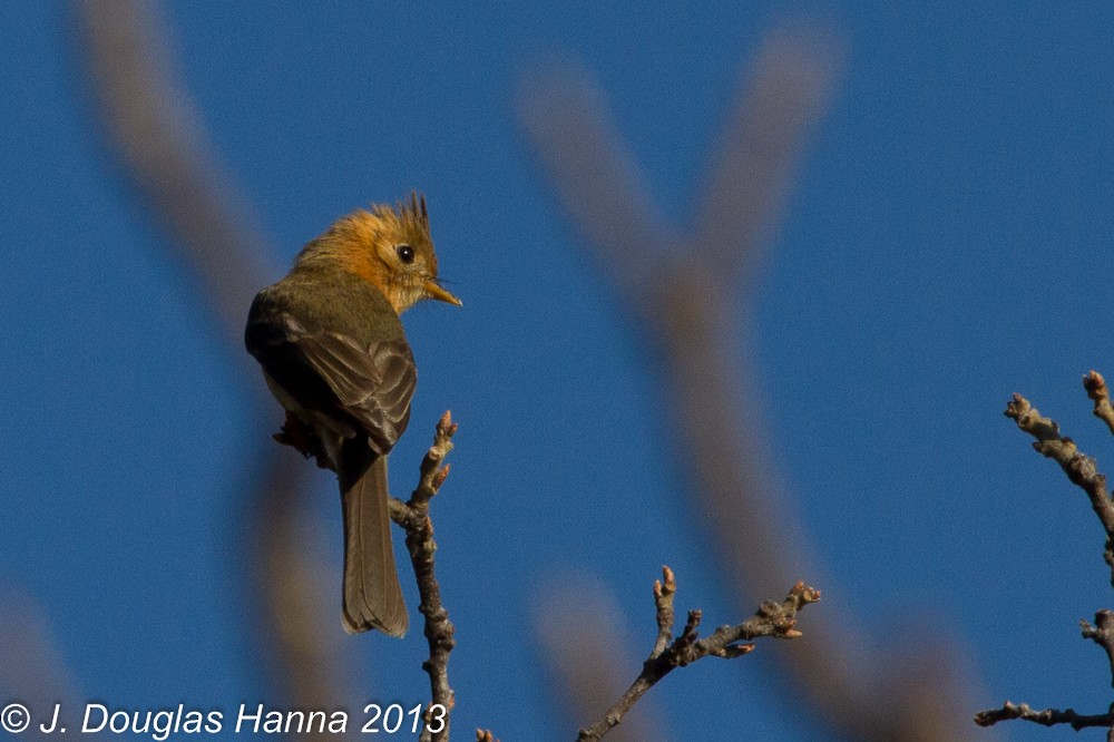 Tufted Flycatcher - ML579598231