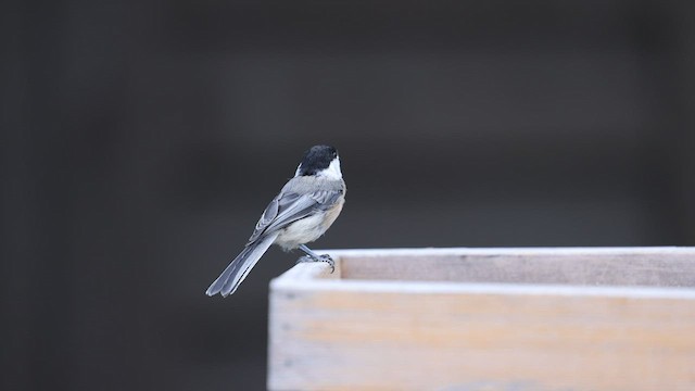 Black-capped Chickadee - ML579598611