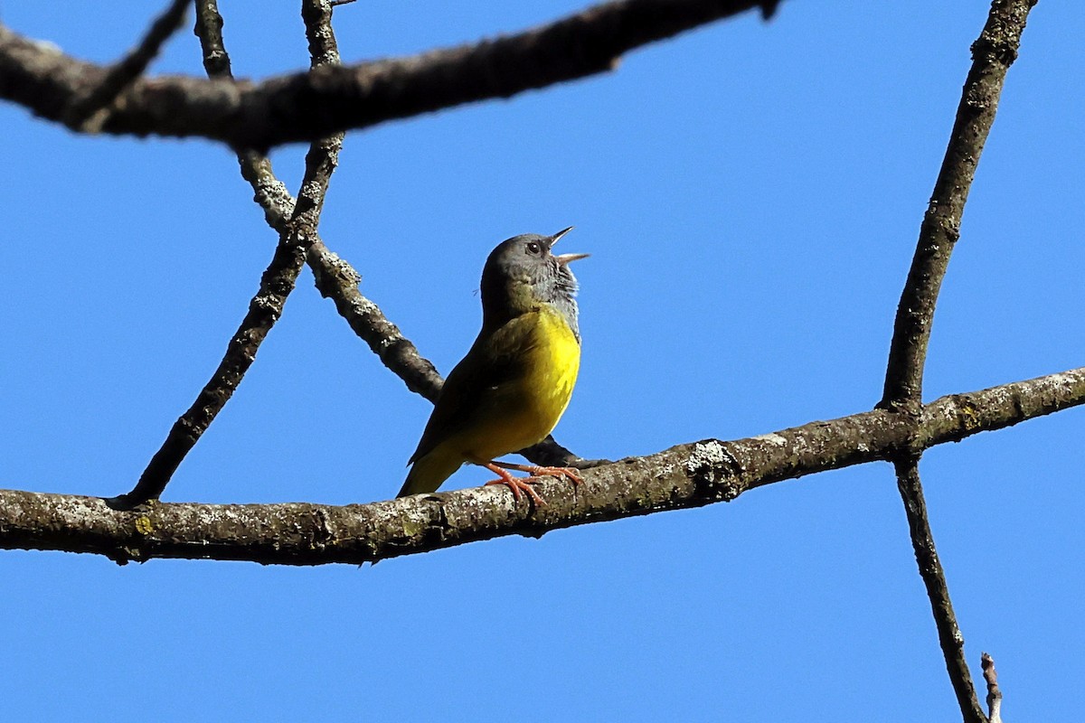 Mourning Warbler - ML579600091