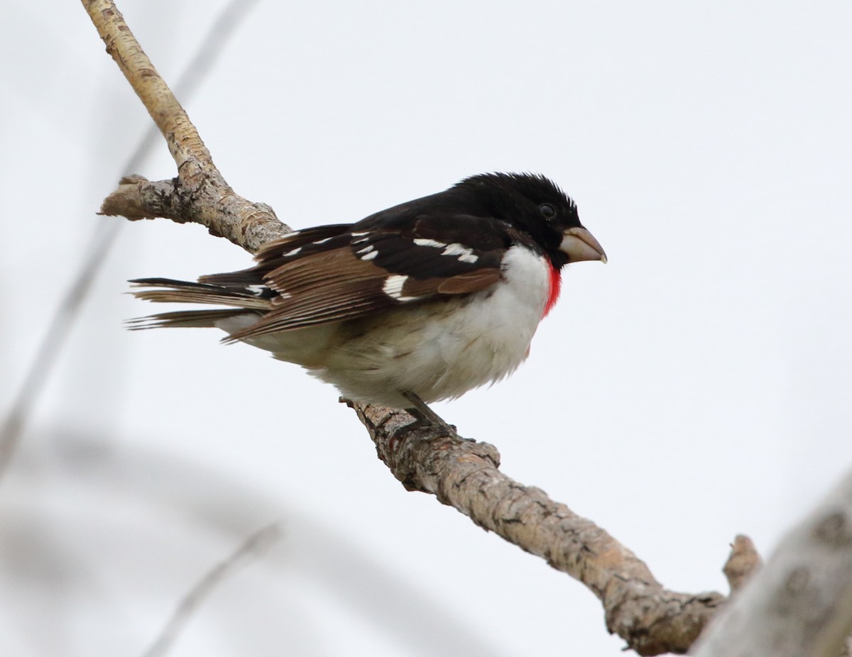 Rose-breasted Grosbeak - ML579600651