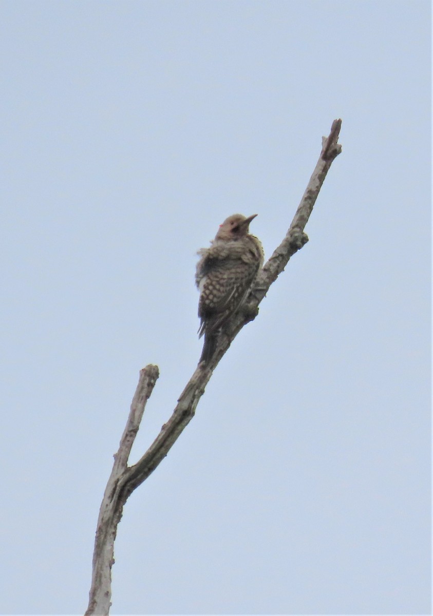 Northern Flicker - ML579600851