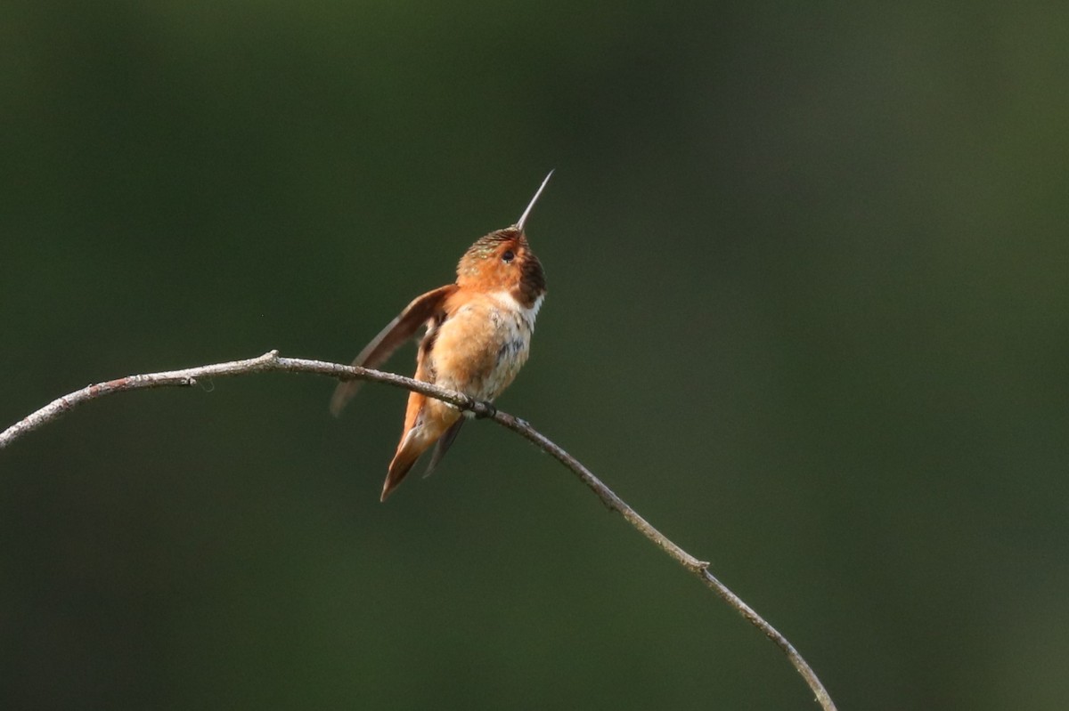 Rufous Hummingbird - ML579601491