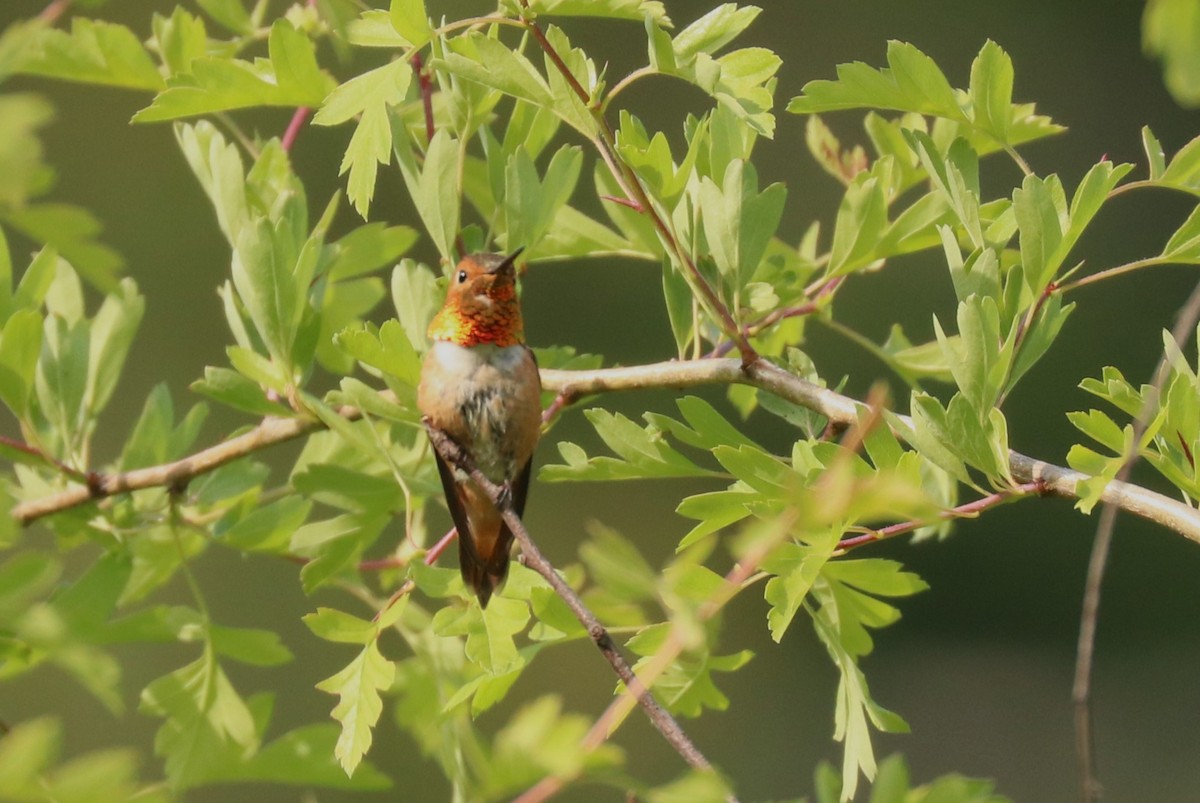 Rufous Hummingbird - Warren Cronan