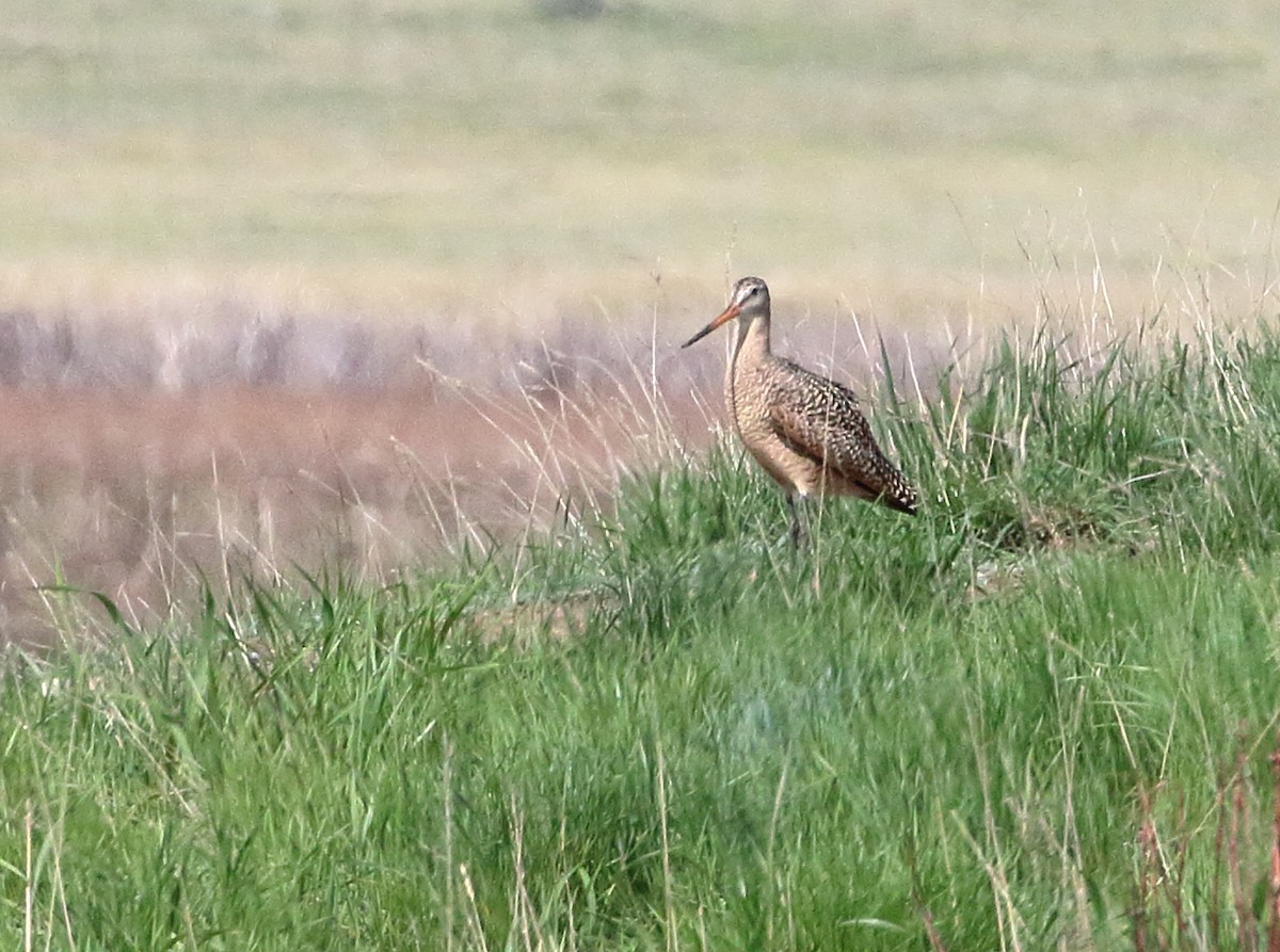 Marbled Godwit - ML579603781