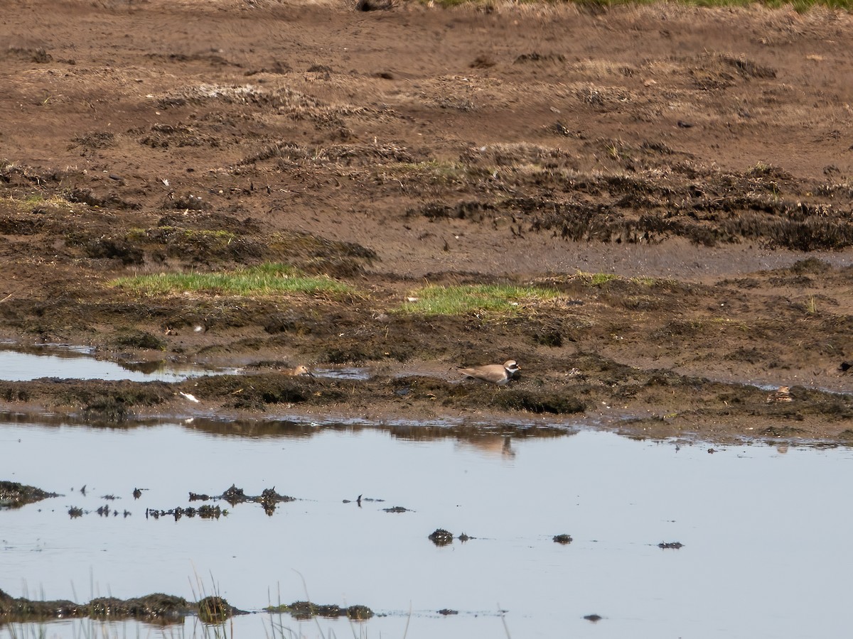 Common Ringed Plover - ML579604071