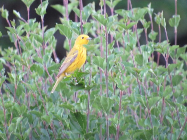 Yellow Warbler - ML579604961