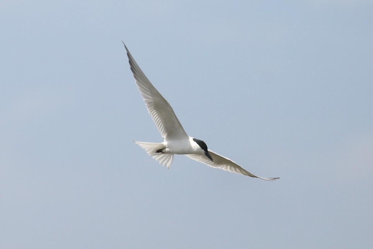 Gull-billed Tern - Charles Davies