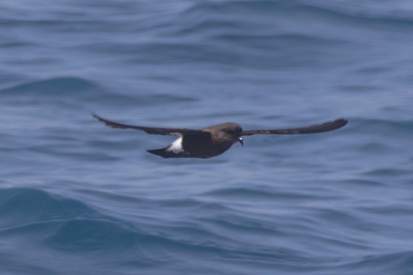 Wilson's Storm-Petrel - ML579605761