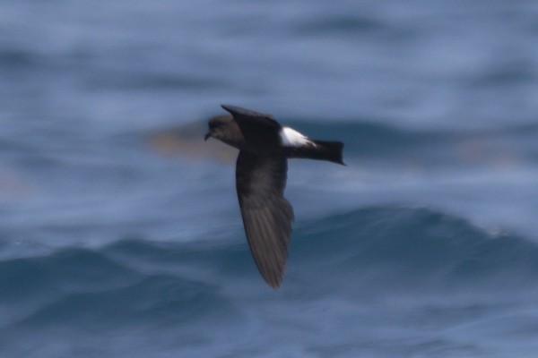 Wilson's Storm-Petrel - Eliot VanOtteren