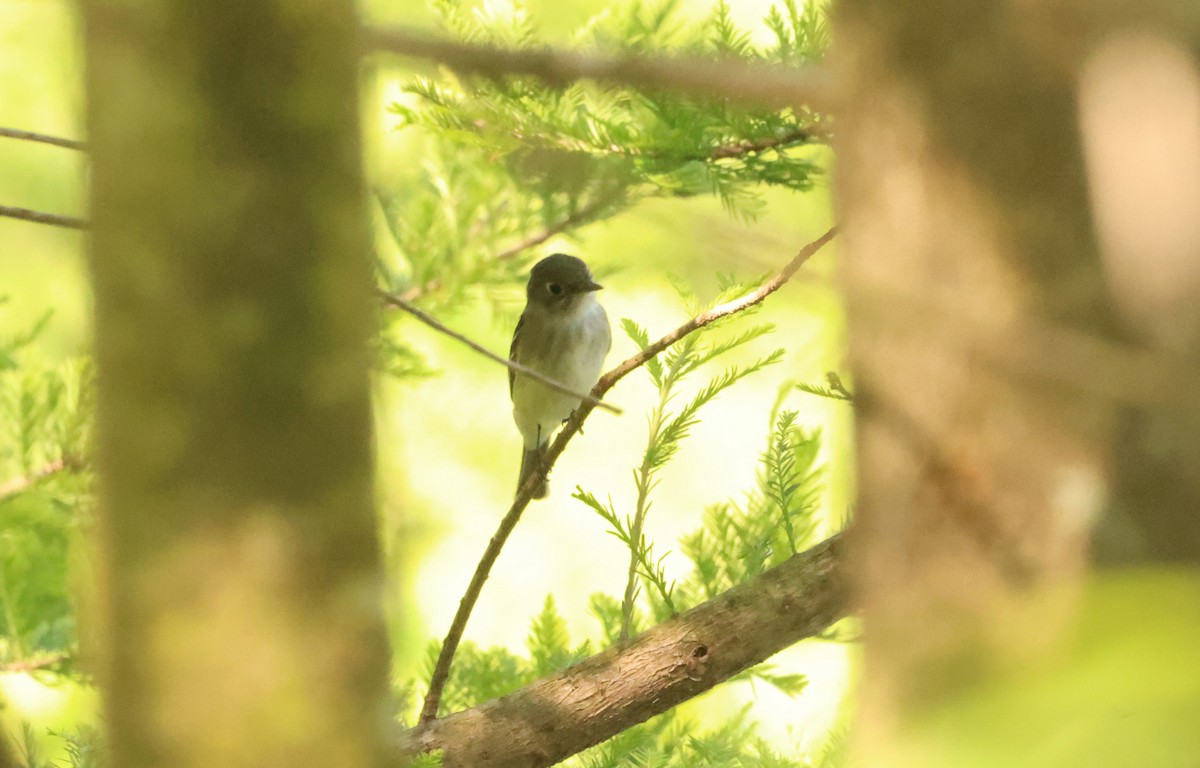 Least Flycatcher - ML579606761