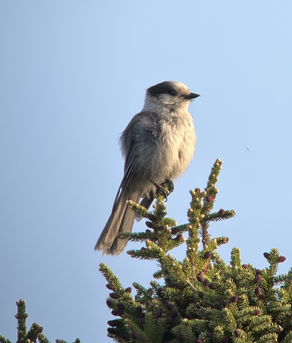 Canada Jay - ML579606961