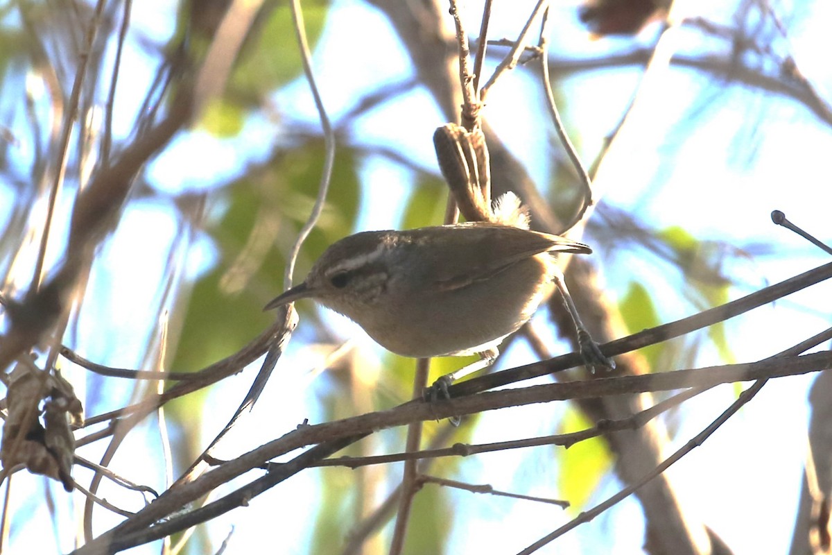 White-bellied Wren - ML579607071