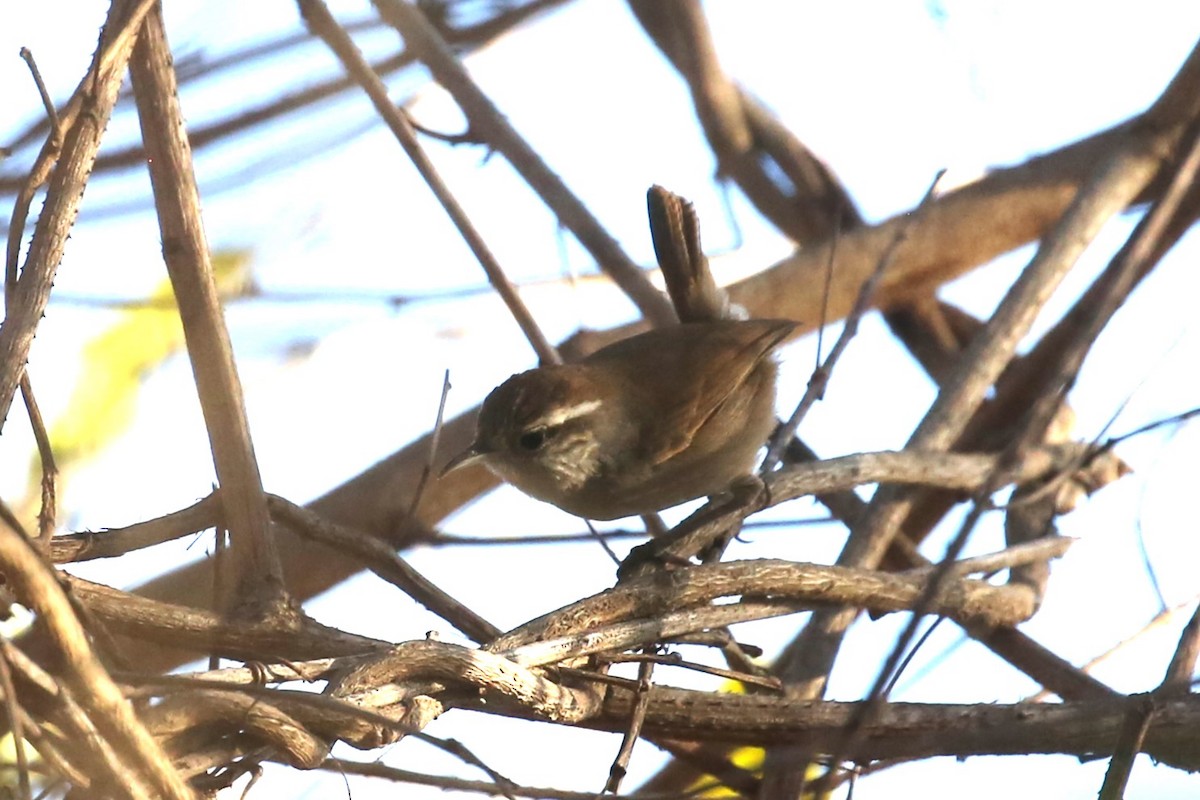 White-bellied Wren - ML579607091