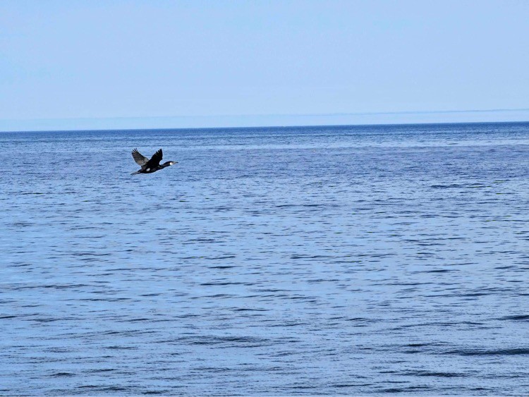 Great Cormorant - Marie-Pierre Langlois