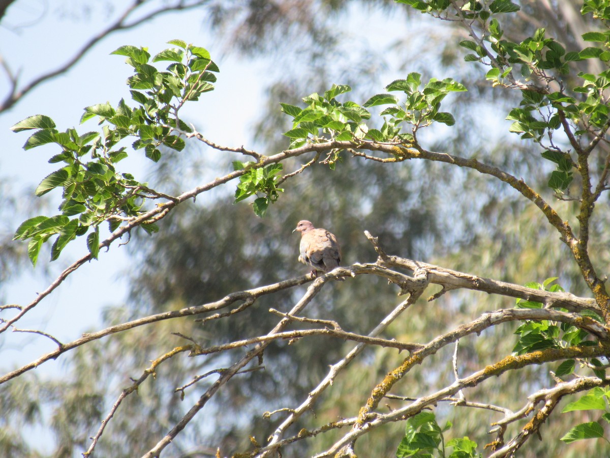 Tórtola Senegalesa - ML57960781