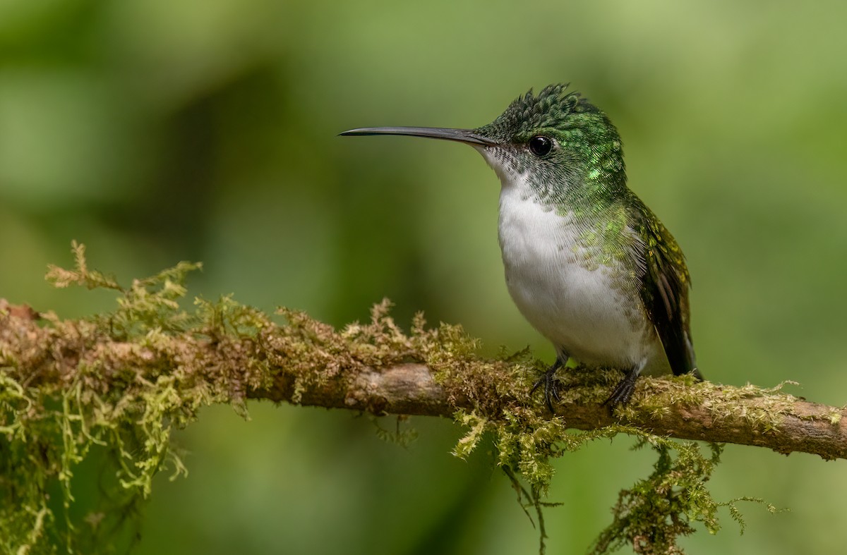 kolibřík andský - ML579608301
