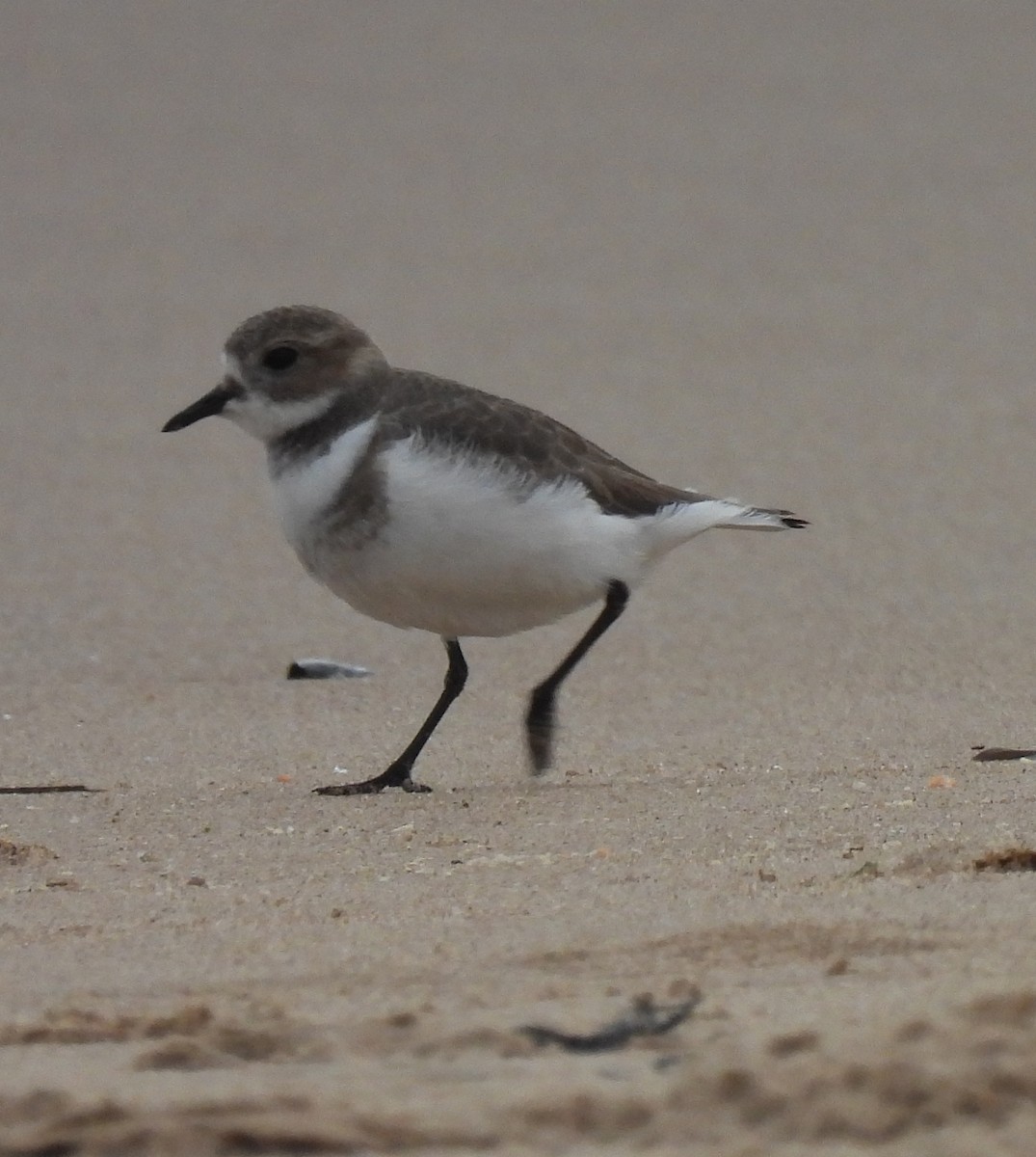 Two-banded Plover - ML579608781