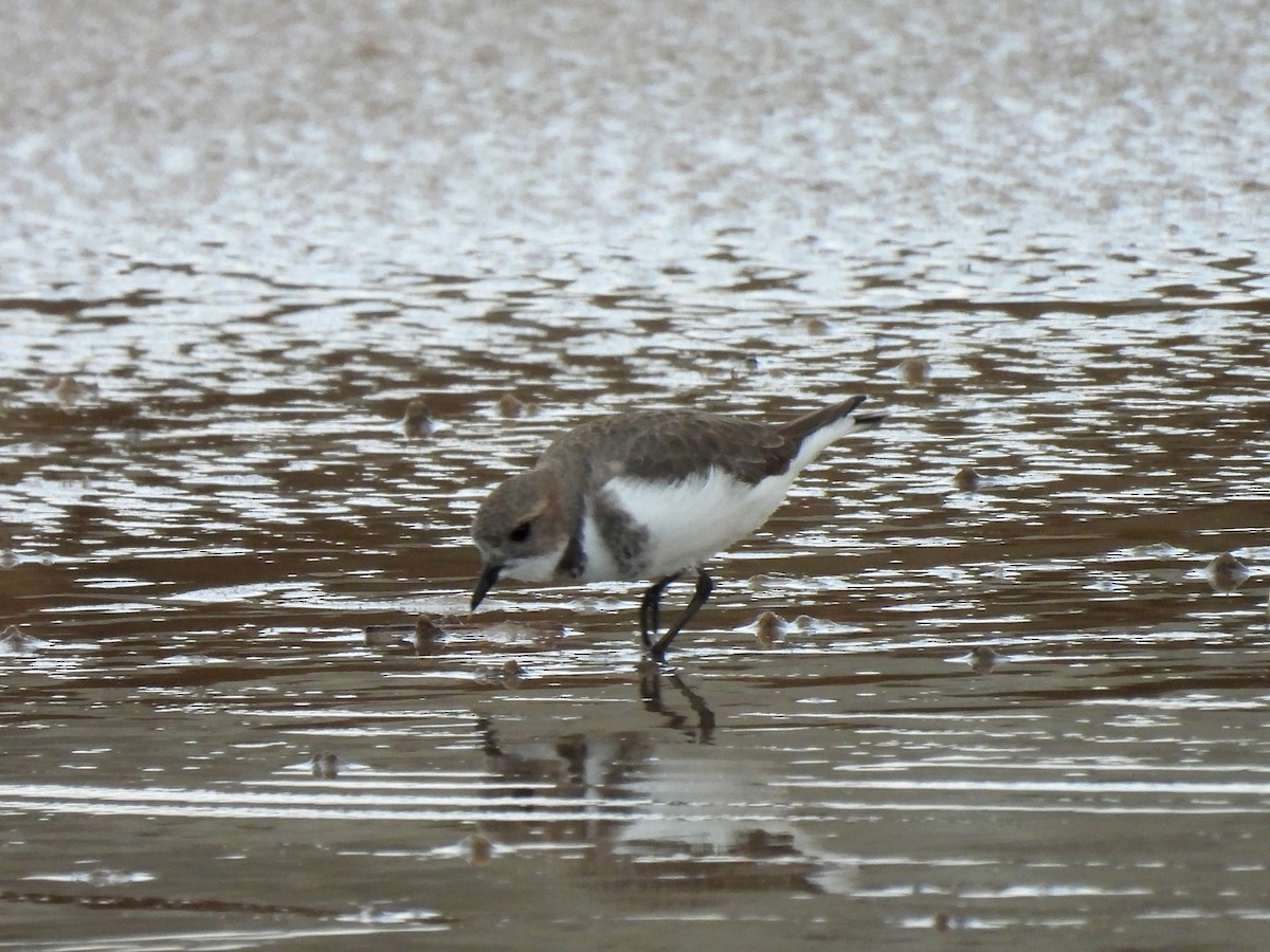 Two-banded Plover - ML579609241