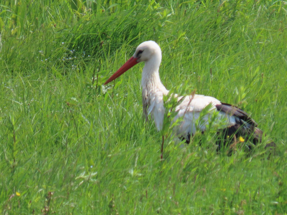 White Stork - ML579610601
