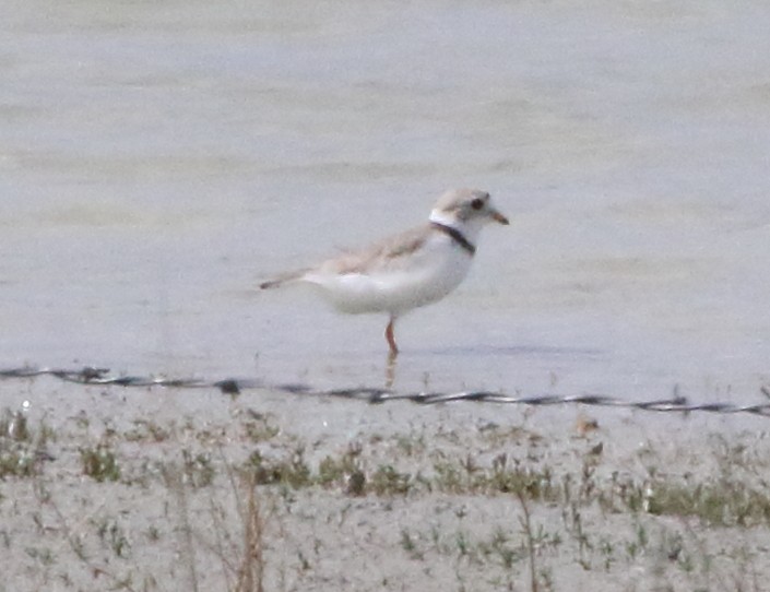 Piping Plover - ML579610631