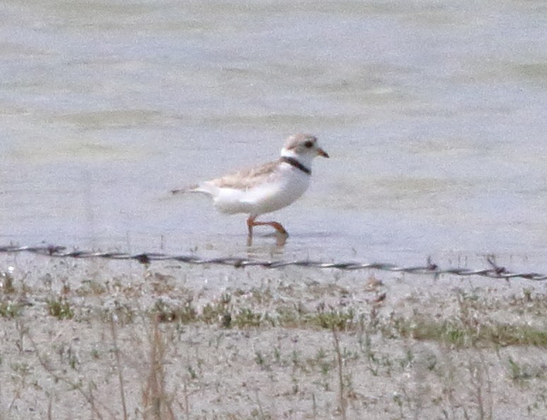 Piping Plover - ML579610641