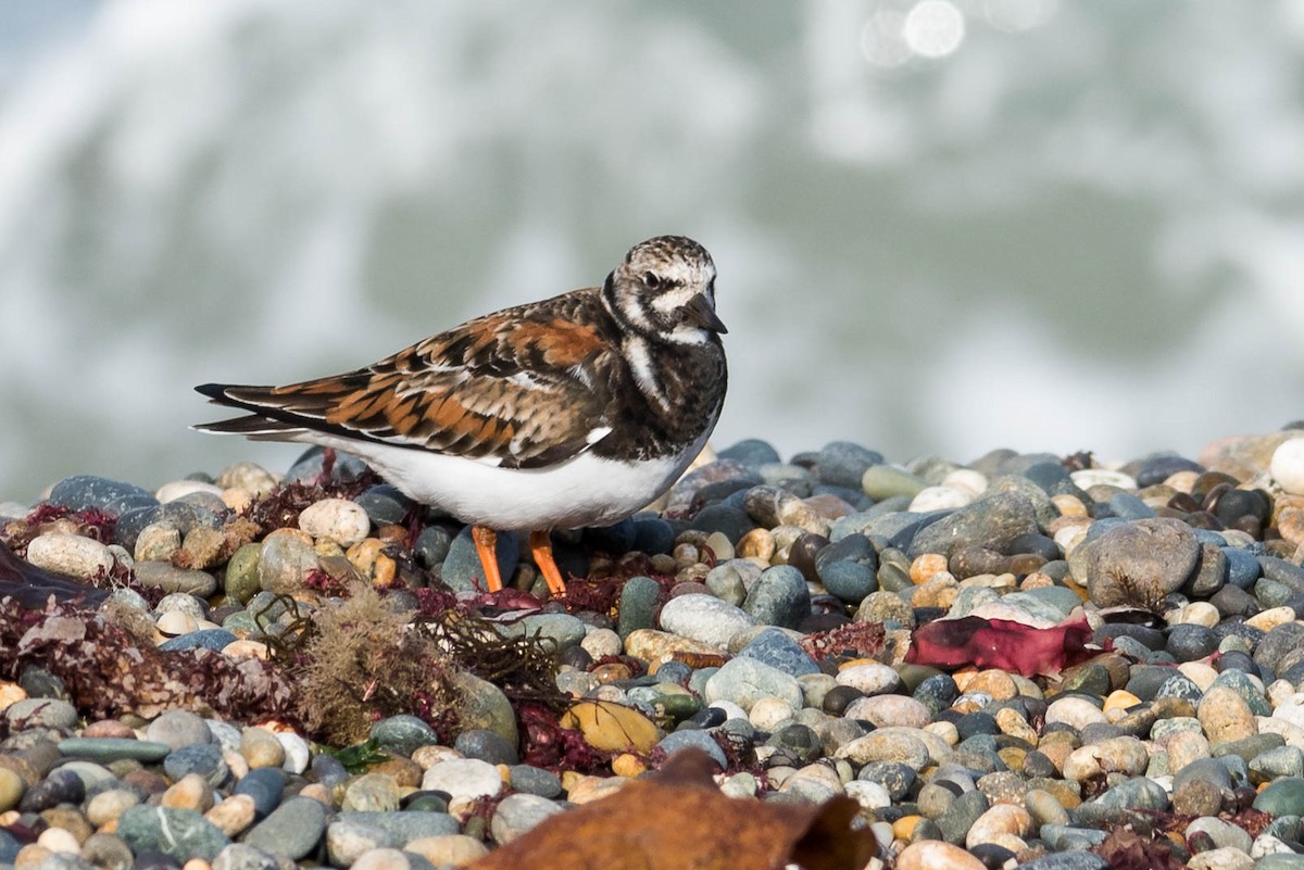 Ruddy Turnstone - ML57961081