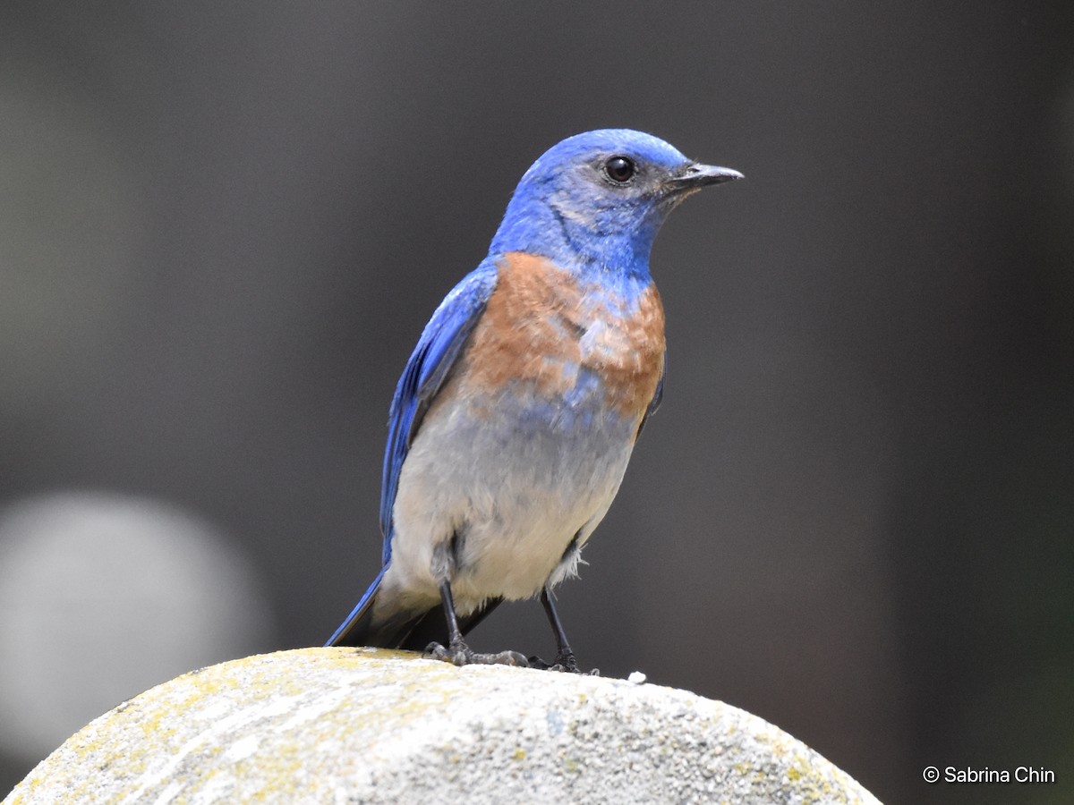 Western Bluebird - ML579610931