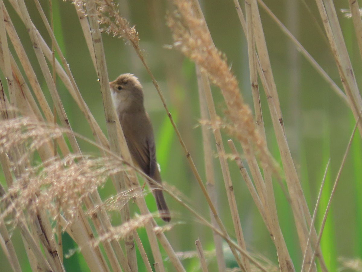 Marsh Warbler - ML579610951