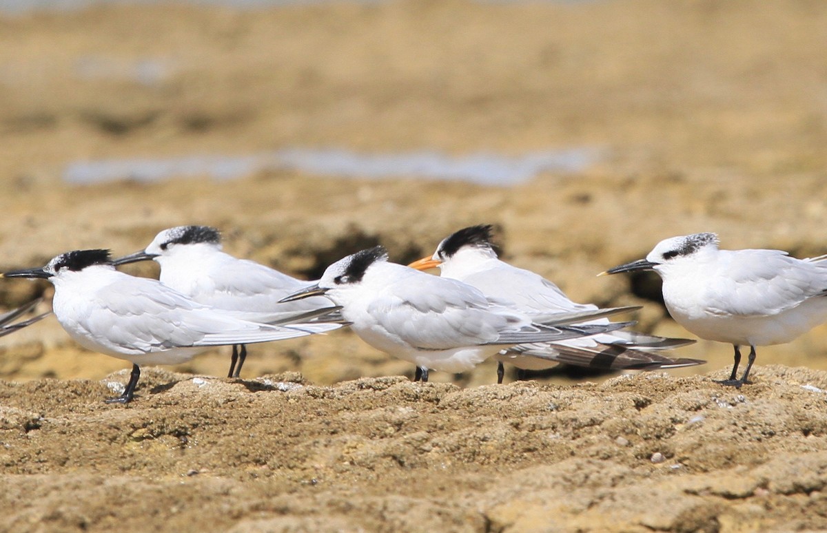 Sandwich x Elegant Tern (hybrid) - ML579611591