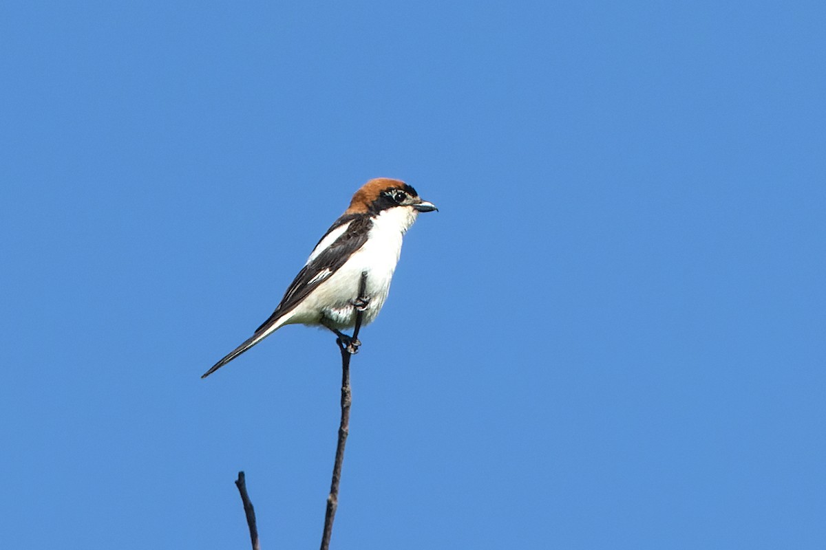 Woodchat Shrike - ML579611631