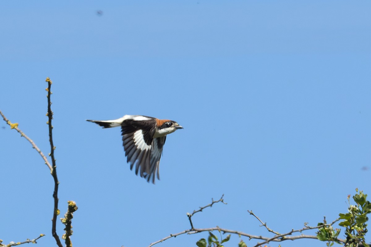Woodchat Shrike - ML579611641