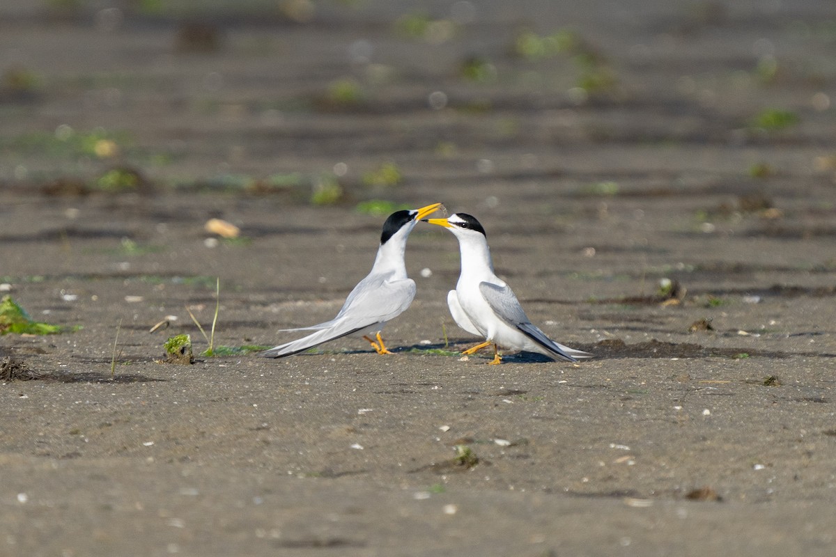 Least Tern - ML579613071