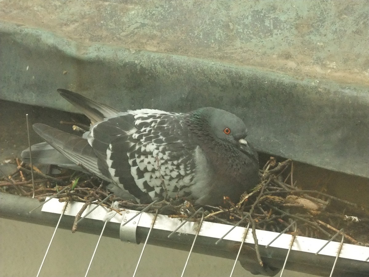 Rock Pigeon (Feral Pigeon) - ML579613331