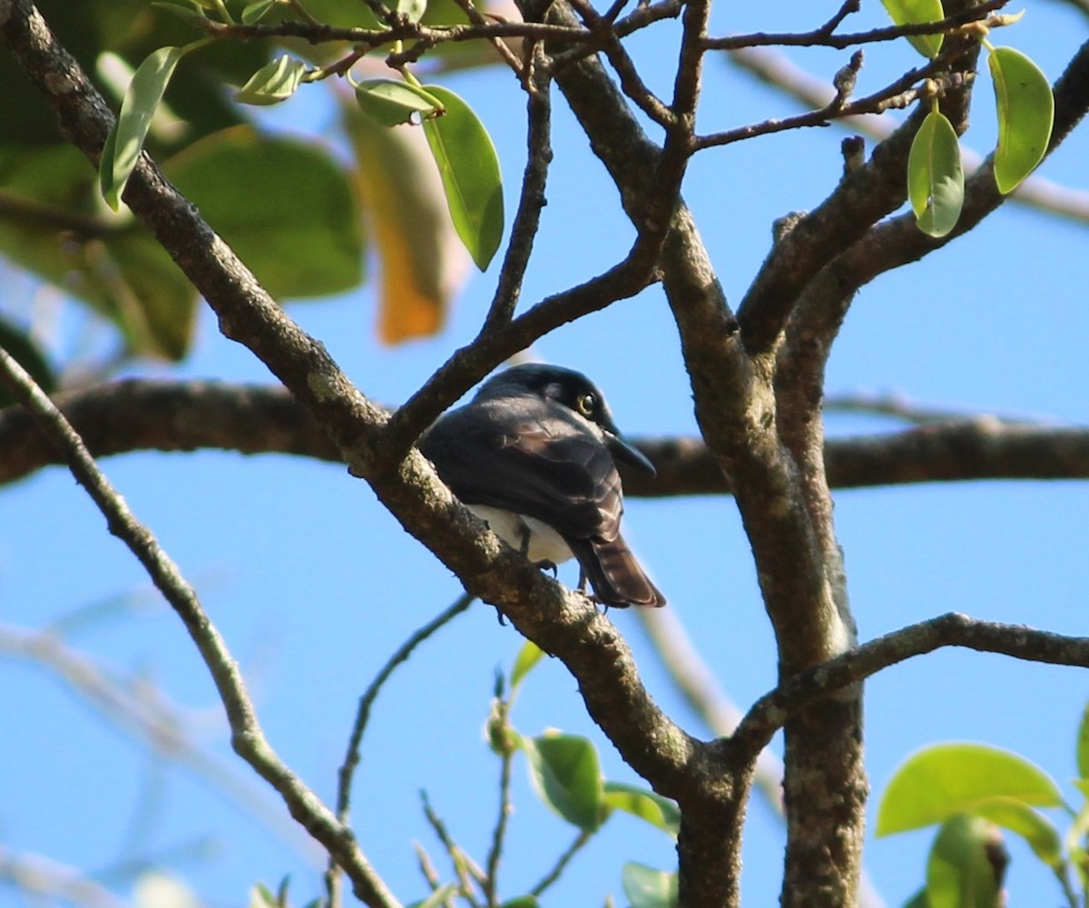 Malabar Woodshrike - ML579614311