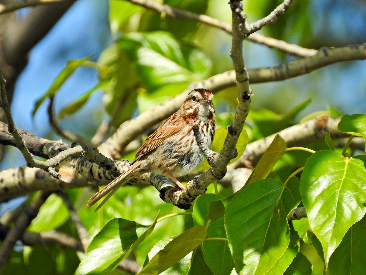 Song Sparrow - ML579614331