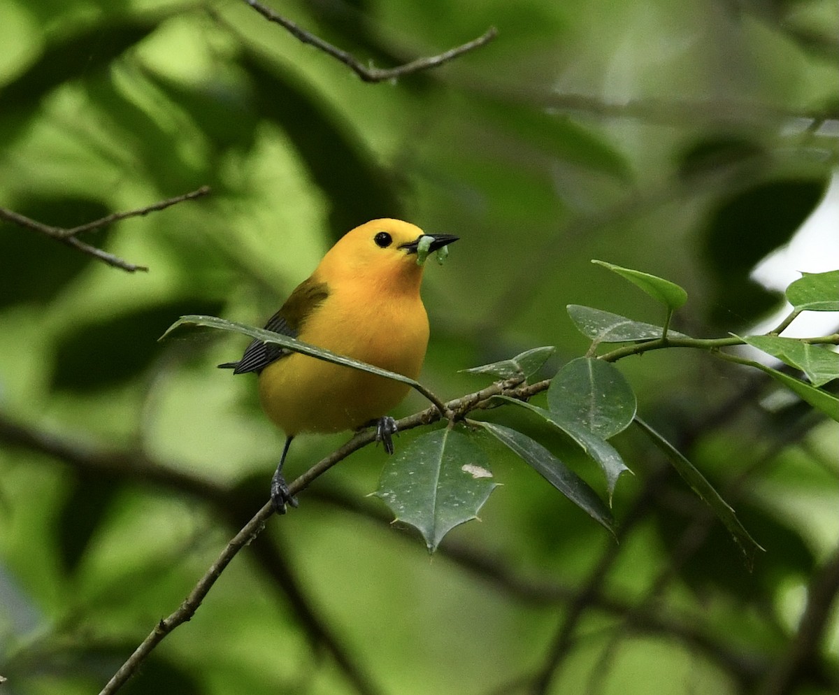 Prothonotary Warbler - Greg Hudson