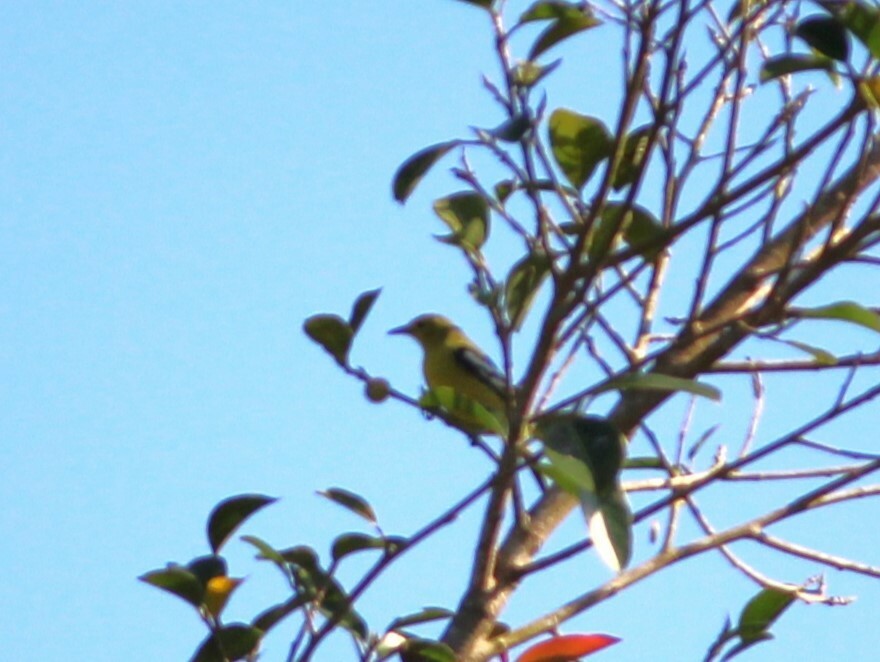 Common Iora - ML579614961