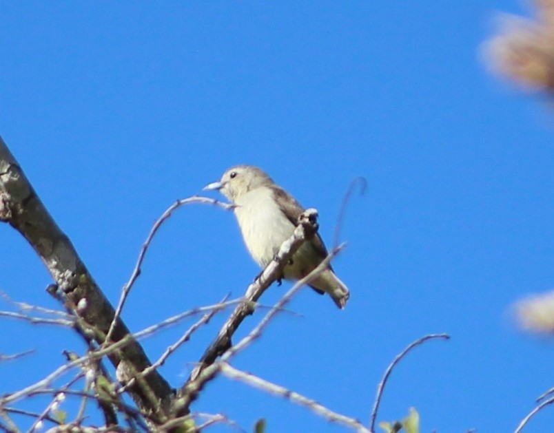 Nilgiri Flowerpecker - ML579615031