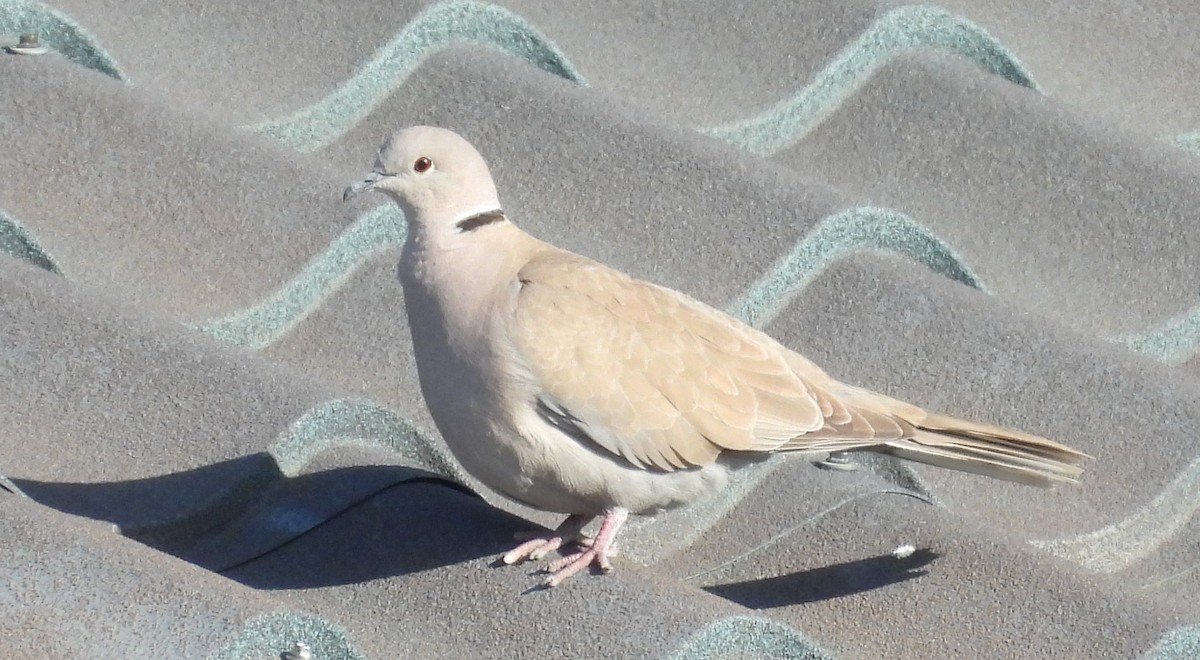 Eurasian Collared-Dove - ML579615901