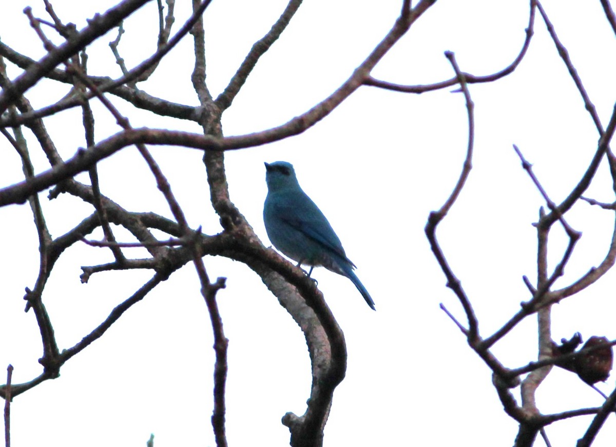 Verditer Flycatcher - ML579616131