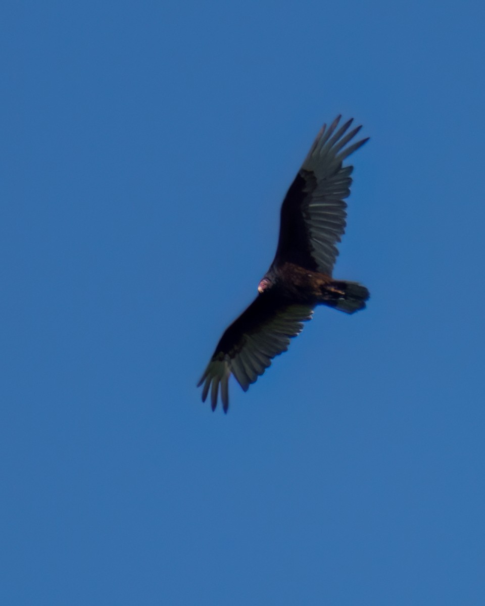 Turkey Vulture - ML579616251