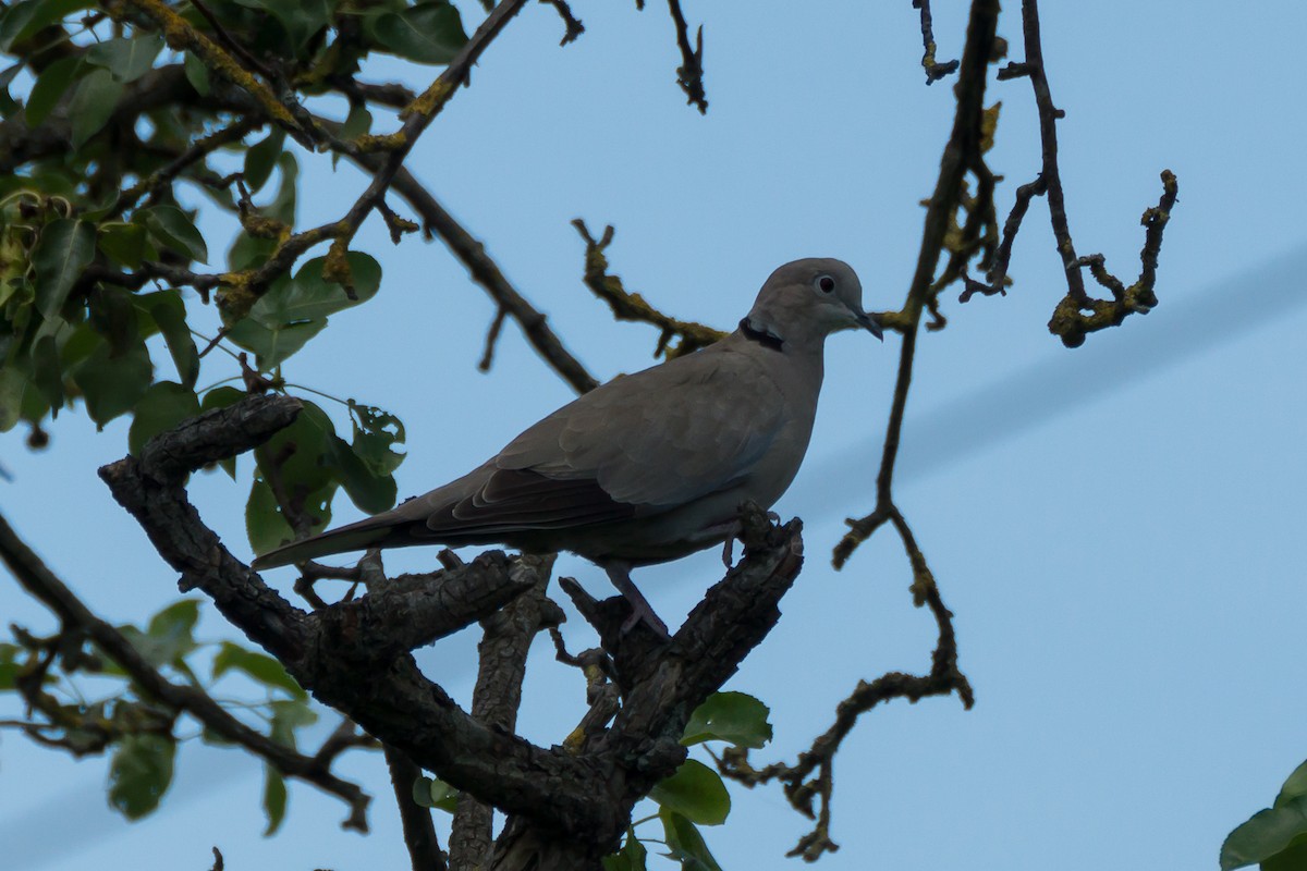 Eurasian Collared-Dove - ML579616861