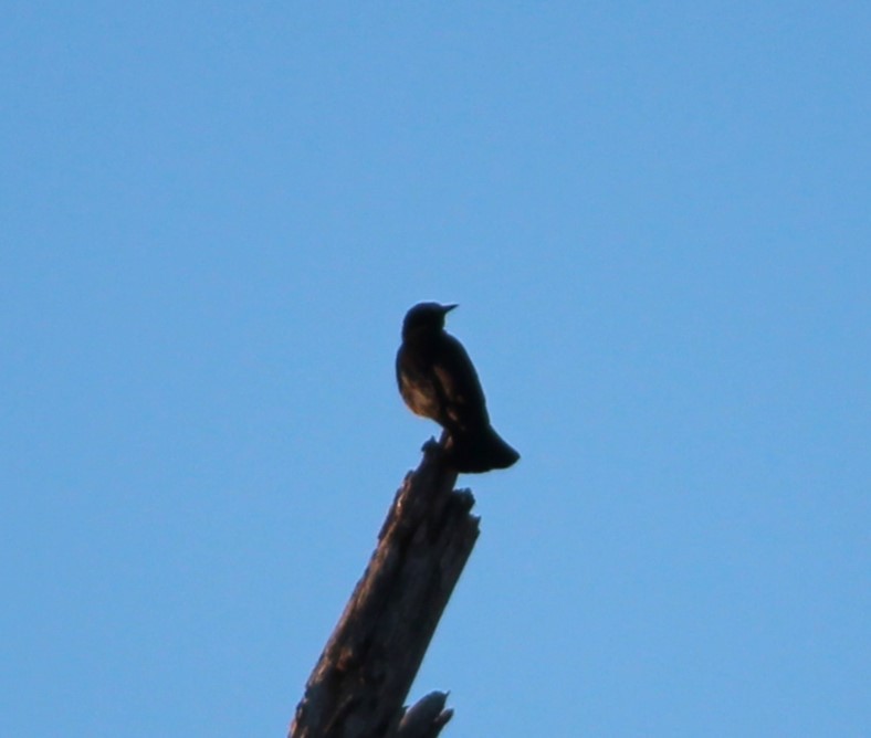 Rusty Blackbird - ML579617021