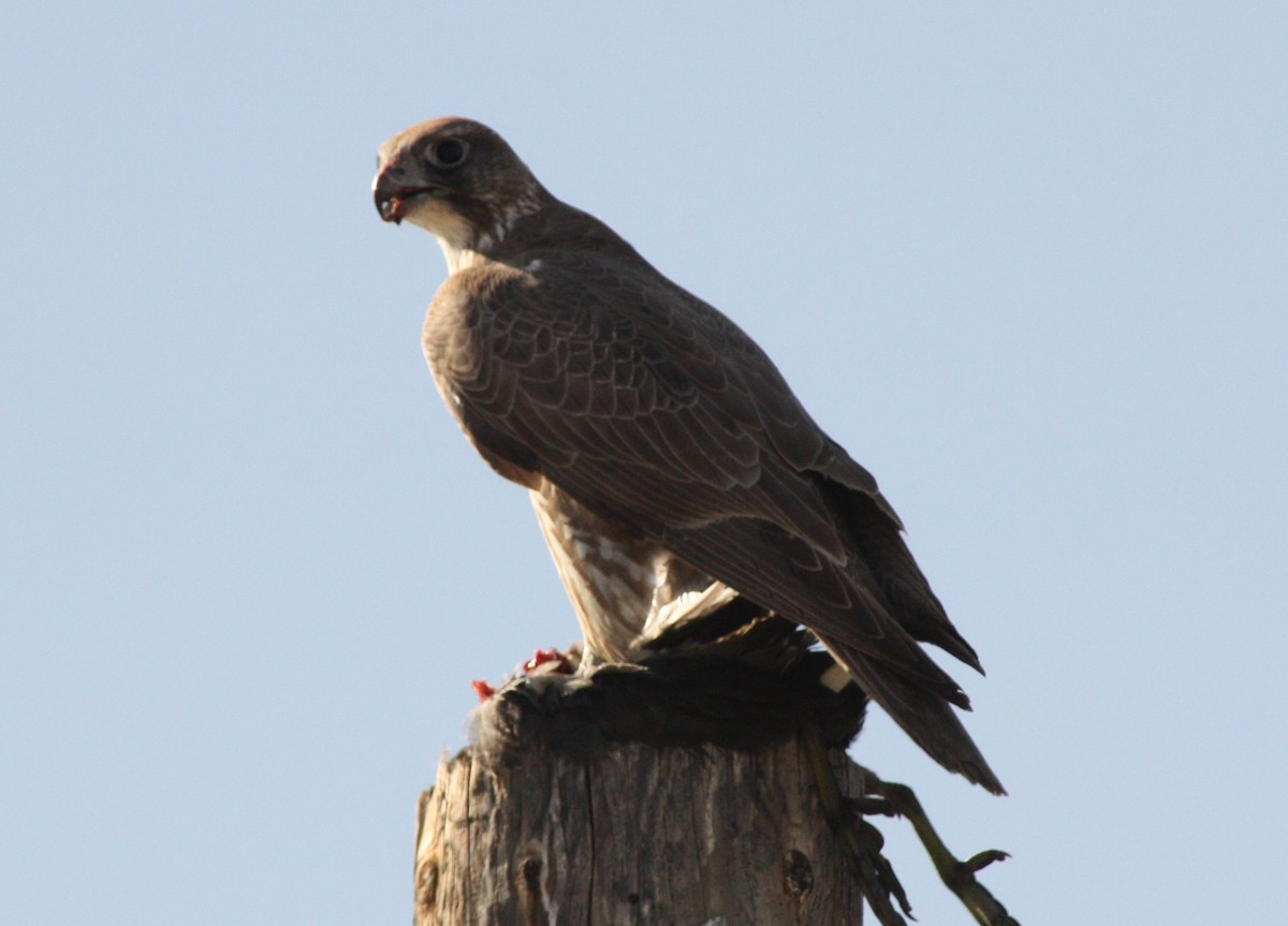 Gyrfalcon - ML579617291