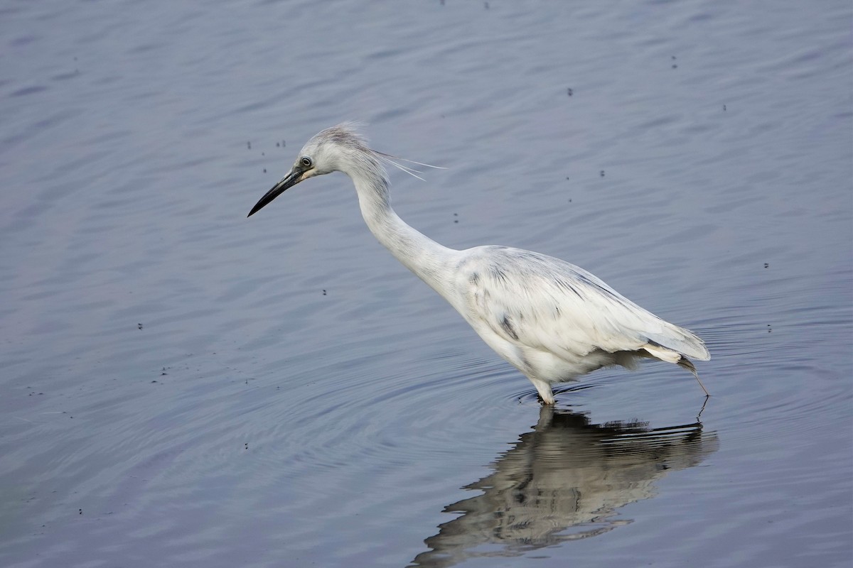 Little Blue Heron - ML579618671