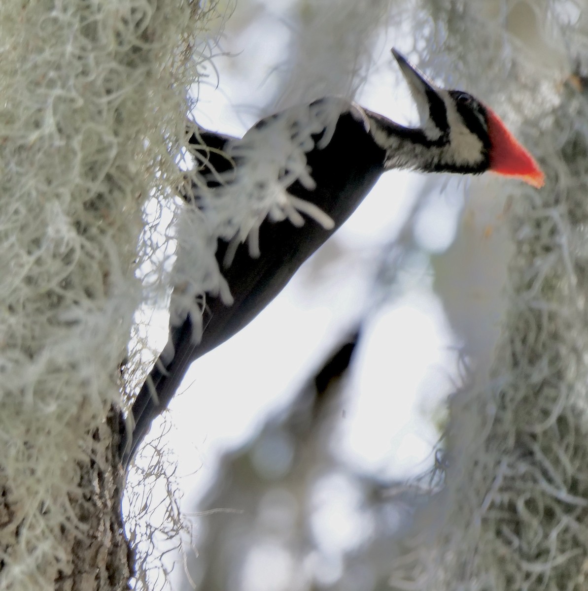 Pileated Woodpecker - ML579618731
